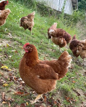 Galline ovaiole isa