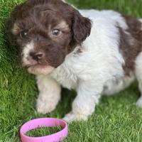 Lagotto romagnolo