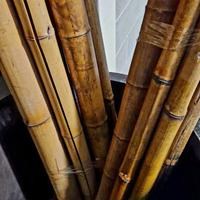 canne bambu ornamentali