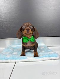 Bassotto KANINCHEN chocolate Pedigree cucciolo
