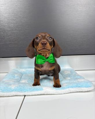 Bassotto KANINCHEN chocolate Pedigree cucciolo