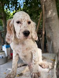 Cuccioli maschi di setter inglese con pedigree