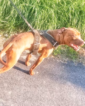 Pitbull 