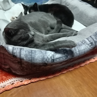 5 mesi volevano buttarle in strada. Mostri volontà