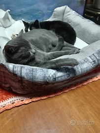 5 mesi volevano buttarle in strada. Mostri volontà