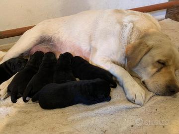 Coccioli Labrador Retriever