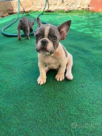 Cucciolo bulldog francese, maschio