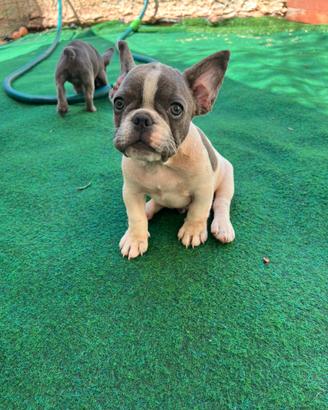 Cucciolo bulldog francese, maschio
