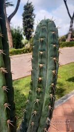San Pedro cactus in talee pronte