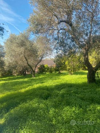 Zona La Landrigga Casale con terreno-uliveto