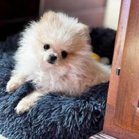 Volpino Spitz di Pomerania