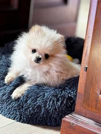 Volpino Spitz di Pomerania