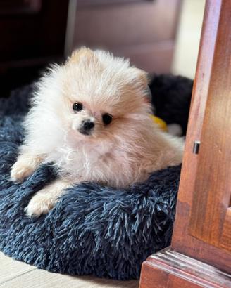 Volpino Spitz di Pomerania