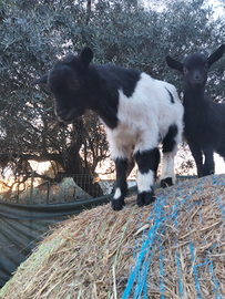Capretta maschio e femmina