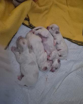 Vendita cuccioli di cane Maltese