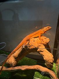 Iguana baby rossa