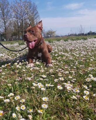 Amstaff