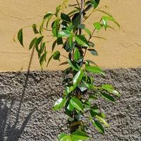 Gelsomino