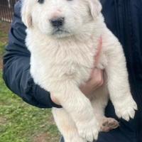 Pastore dell'Asia centrale