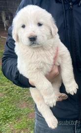 Pastore dell'Asia centrale