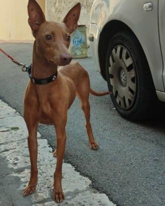 cirneco dell'Etna 