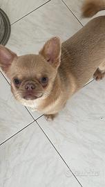 Cuccioli di Chihuahua
