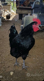 Galli Australorp