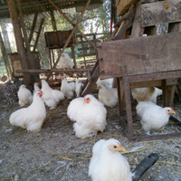 Splendide cocincine nane bianche