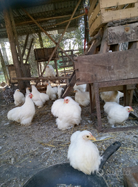 Splendide cocincine nane bianche