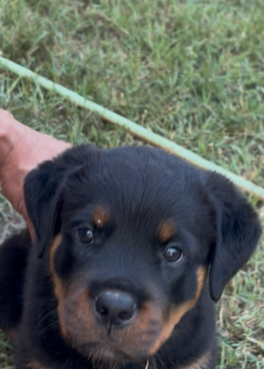 rottweiler