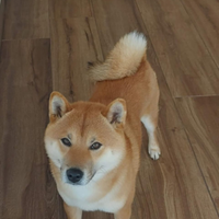 Shiba inu