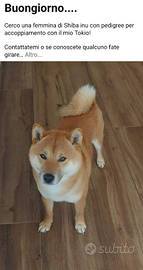 Shiba inu