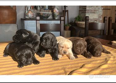 Cuccioli Labrador  