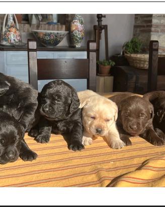 Cuccioli Labrador  