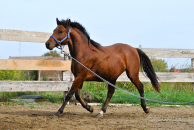 Cavallo puledro castrone italiano: VENTASSO
