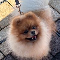 Pomerania nano per monta