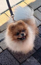 Pomerania nano per monta