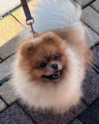 Pomerania nano per monta