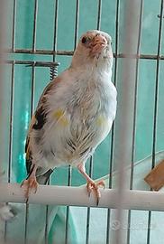 Cardellino agata