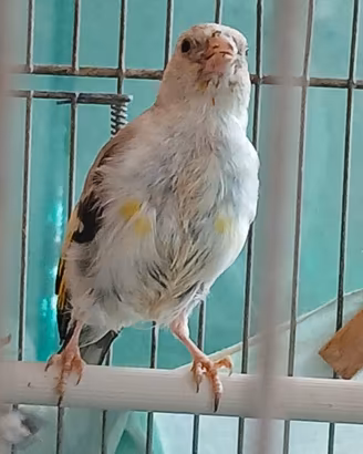 Cardellino agata