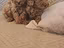 Immagine 6