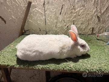 Coniglia nuova zelanda