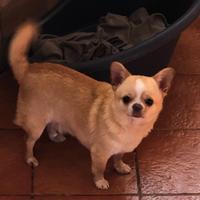 Chihuahua maschi e femmine con pedigree