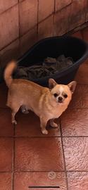 Chihuahua maschi e femmine con pedigree