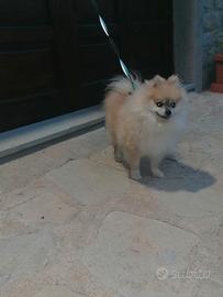 Spritz di Pomerania