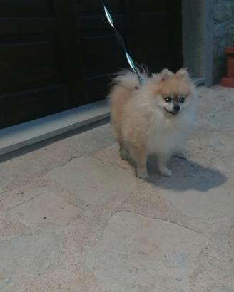 Spritz di Pomerania