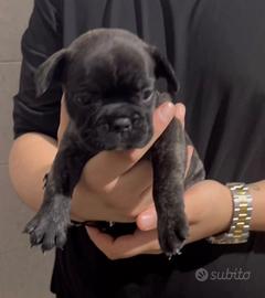 Bulldog francese
