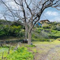 Agrumeto con deposito e palmento