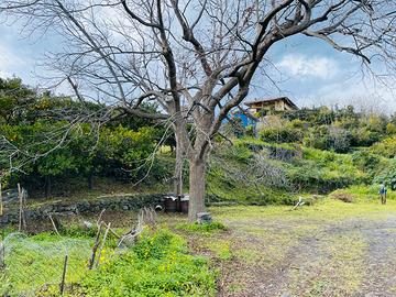 Agrumeto con deposito e palmento