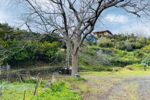 Agrumeto con deposito e palmento